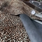 Épaisseur en cuir du tissu 1mm-3mm d'impression bovin de léopard pour des sacs de chaussures